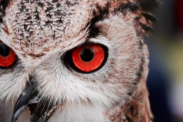 Owls With Red Eyes