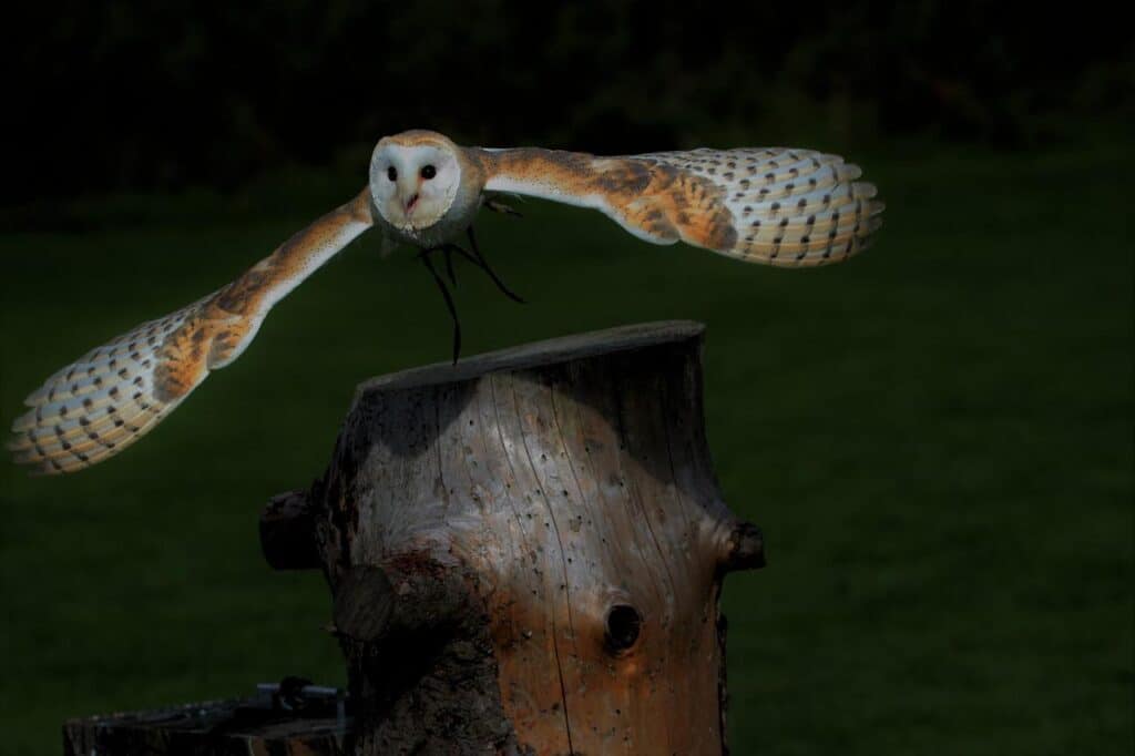 How Does An Owl Hunt At Night?