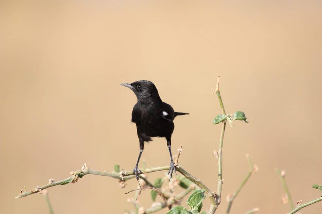 Black Feathered Pet Birds