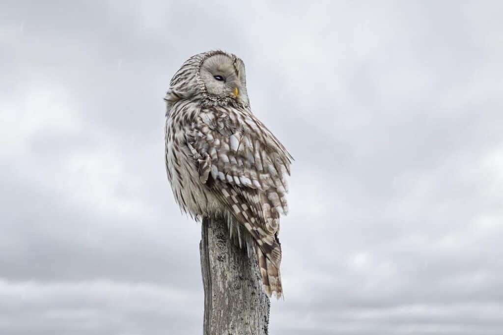 How Does An Owl Rotate Its Head?