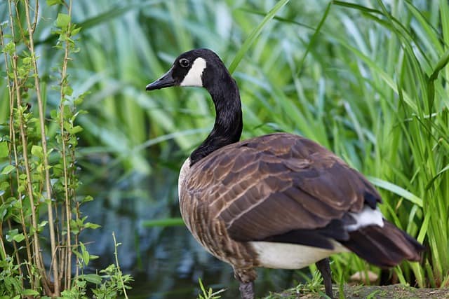 Male Vs Female Canada Goose