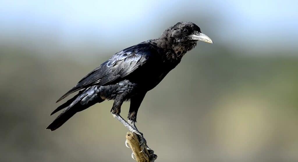 Female Crow
