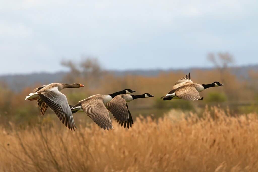 Migrating Canada Geese Fly In The Wrong Direction