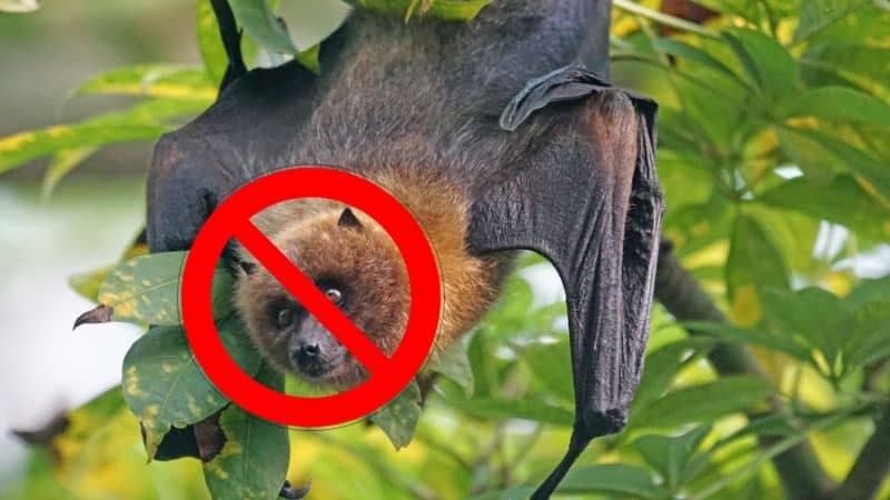 Get Rid Of Bats
