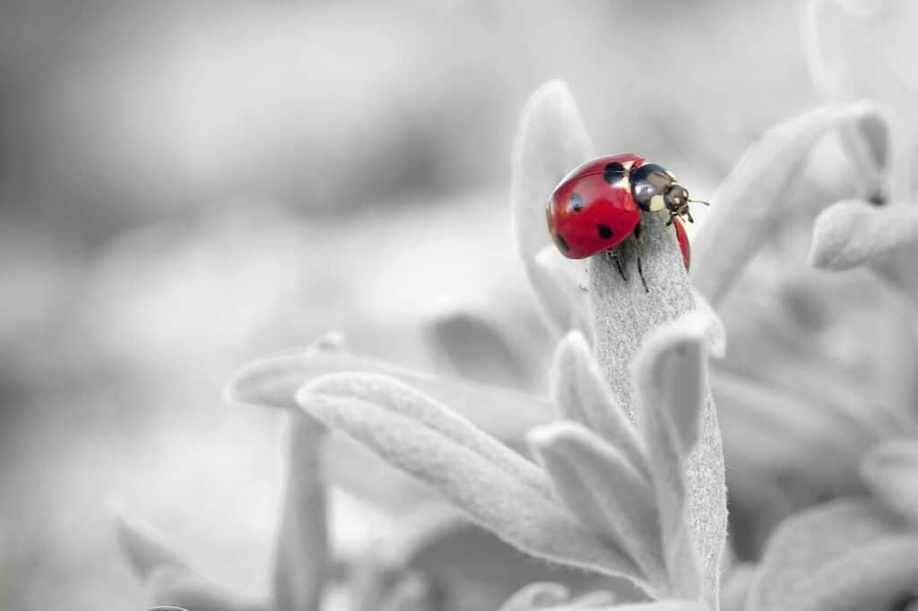 Why Are Ladybugs Considered Good Luck? 