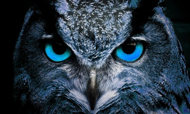 Owls With Blue Eyes