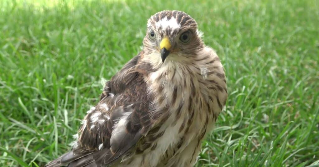 Sharp-Shinned Hawk Baby And Juvenile
