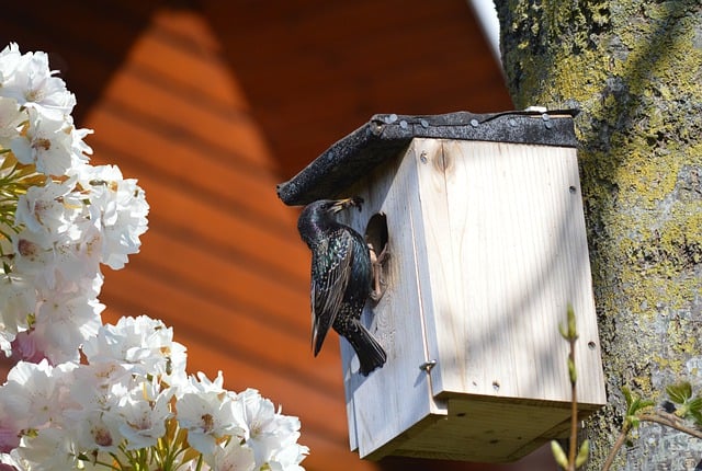 Do Birds Use Nest Boxes To Roost During The Winter?