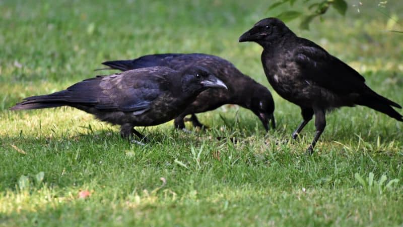Why Do Crows Gather?