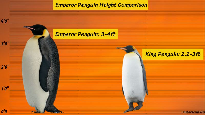 Emperor Penguin Height
