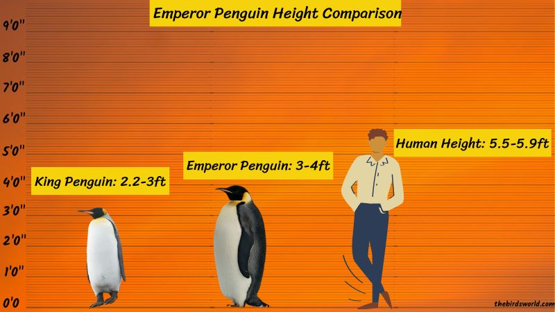 Emperor Penguin Height compared to human