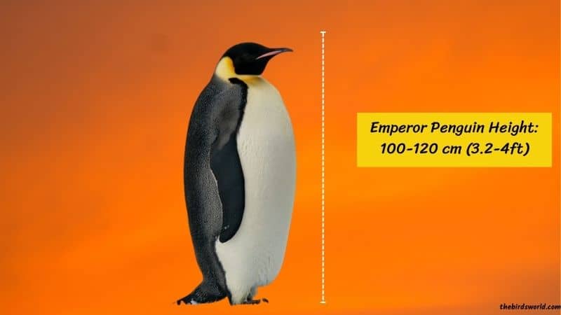 Emperor Penguin Height
