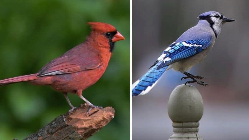 Northern Cardinal VS Blue Jay