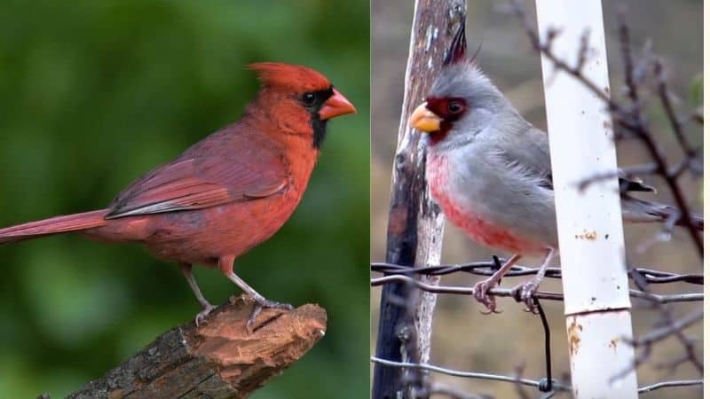 Northern Cardinal Vs Pyrrhuloxia