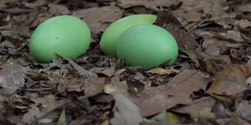 Cassowary Eggs