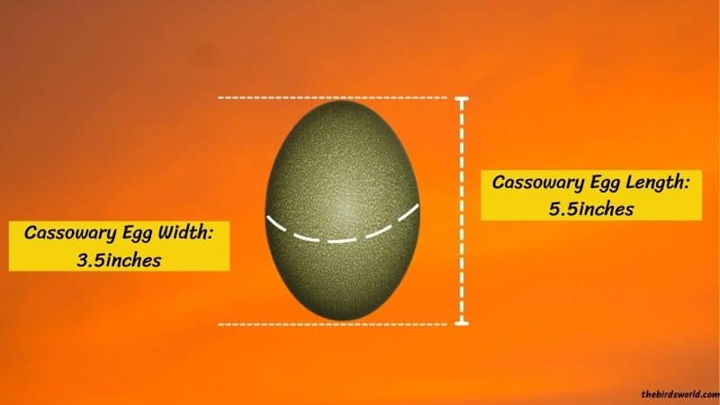 Cassowary Eggs