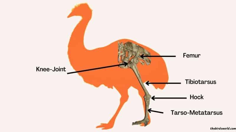 Emu Feet Size & Power