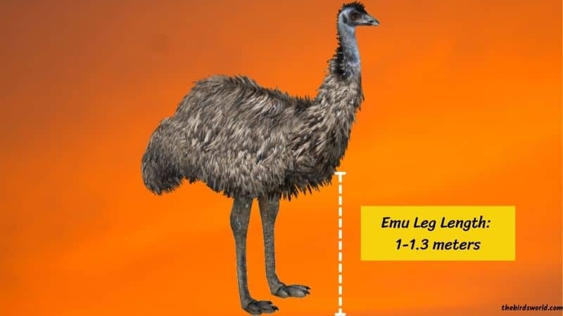 Emu Feet Size & Power