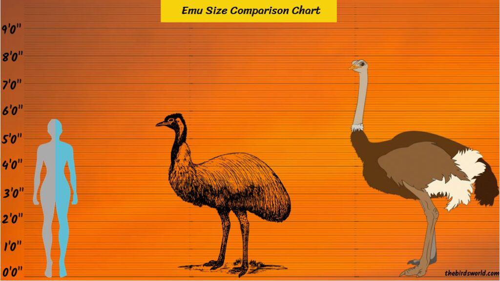 Emu Size