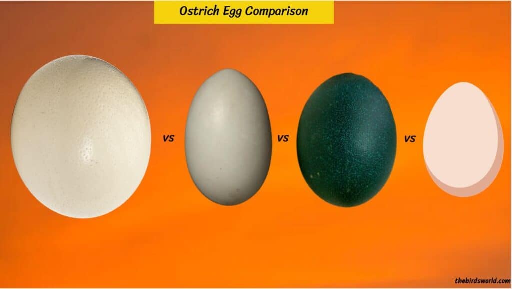 Ostrich Egg Size