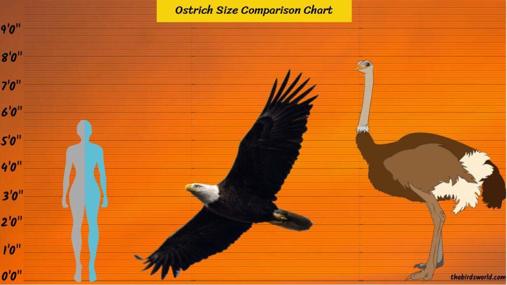 Ostrich Size