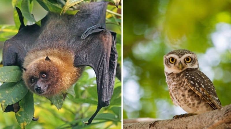Owl VS Bat
