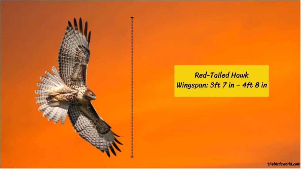 Red-Tailed Hawk Size