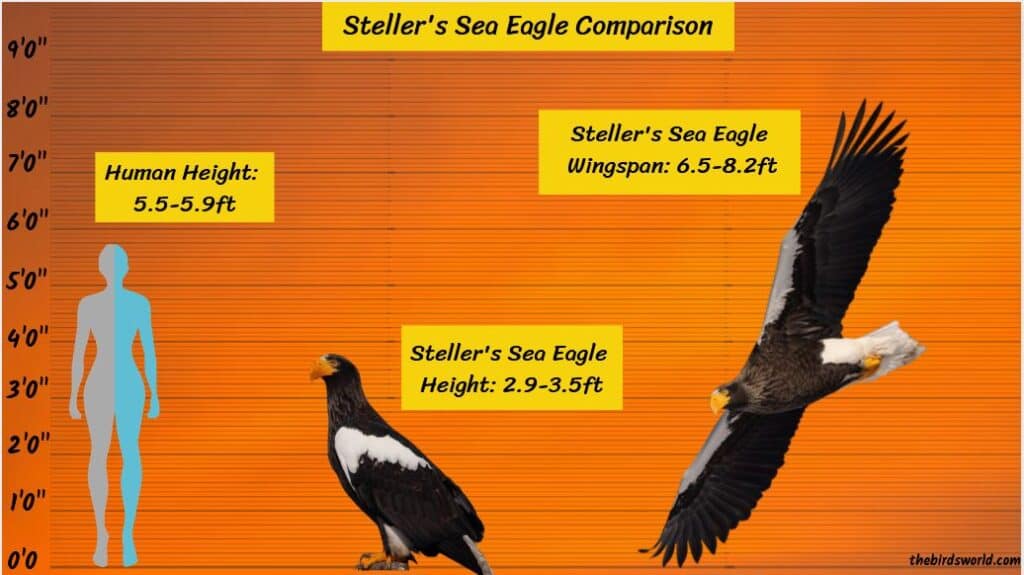 Steller's Sea Eagle Wingspan