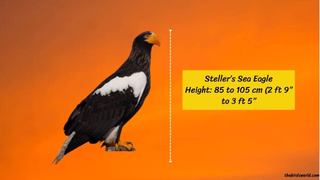 Steller's Sea Eagle Size