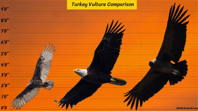 Turkey Vulture Size