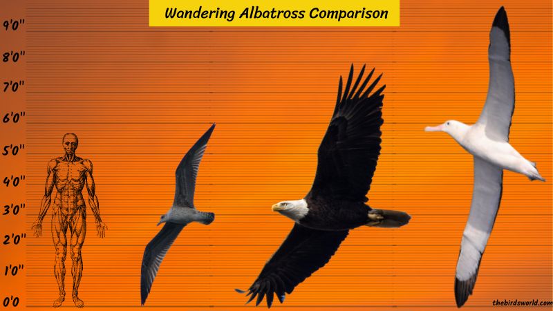Wandering Albatross Size