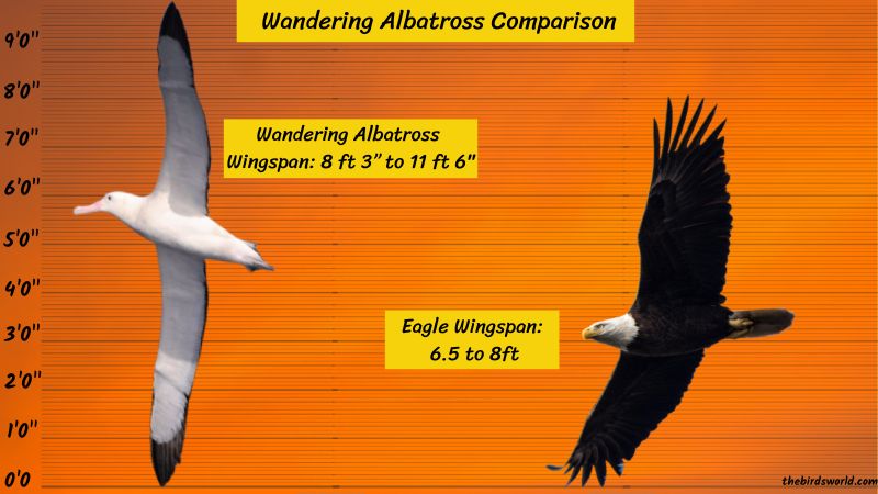 is a wandering albatross bigger than an eagle