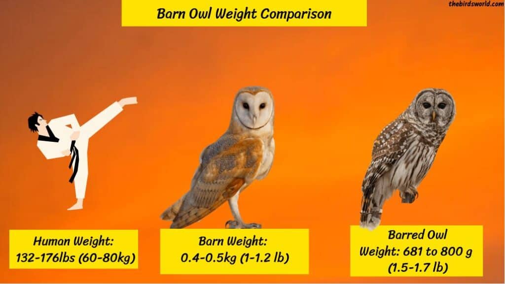 Barn Owl Size