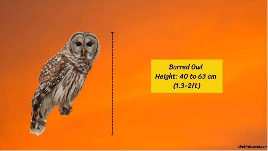 Barred Owl Size