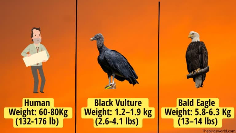 Black Vulture Size