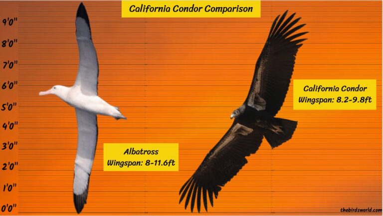 wandering albatross vs california condor
