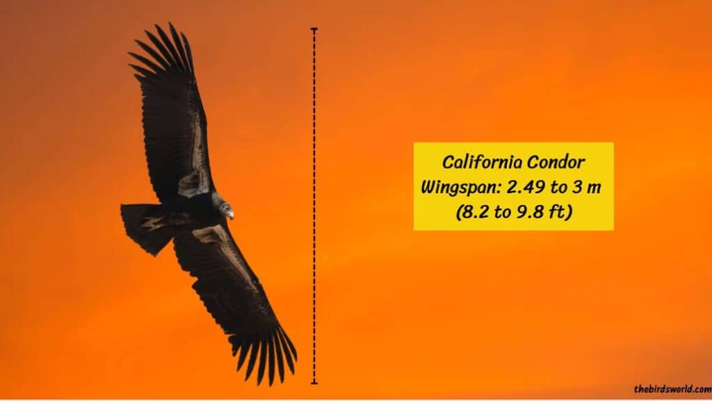 California Condor Wingspan