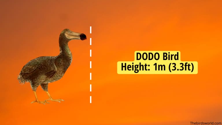 Dodo Bird Size
