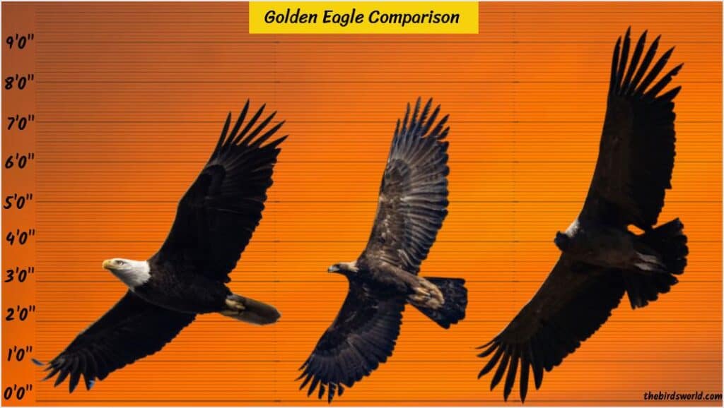 Golden Eagle Wingspan