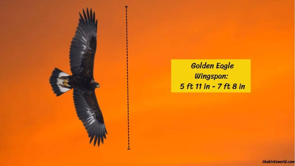 Golden Eagle Size