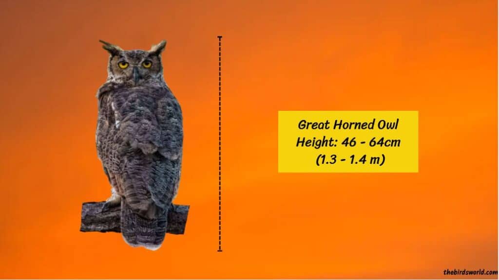 Great Horned Owl Size