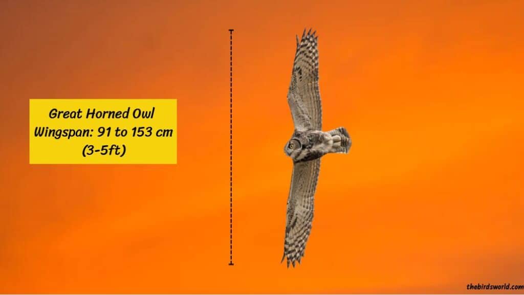 Great Horned Owl Wingspan