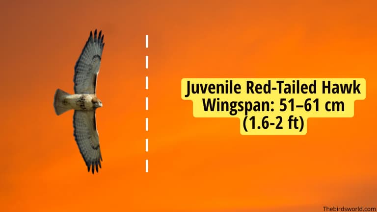 Red-Tailed Hawk Wingspan