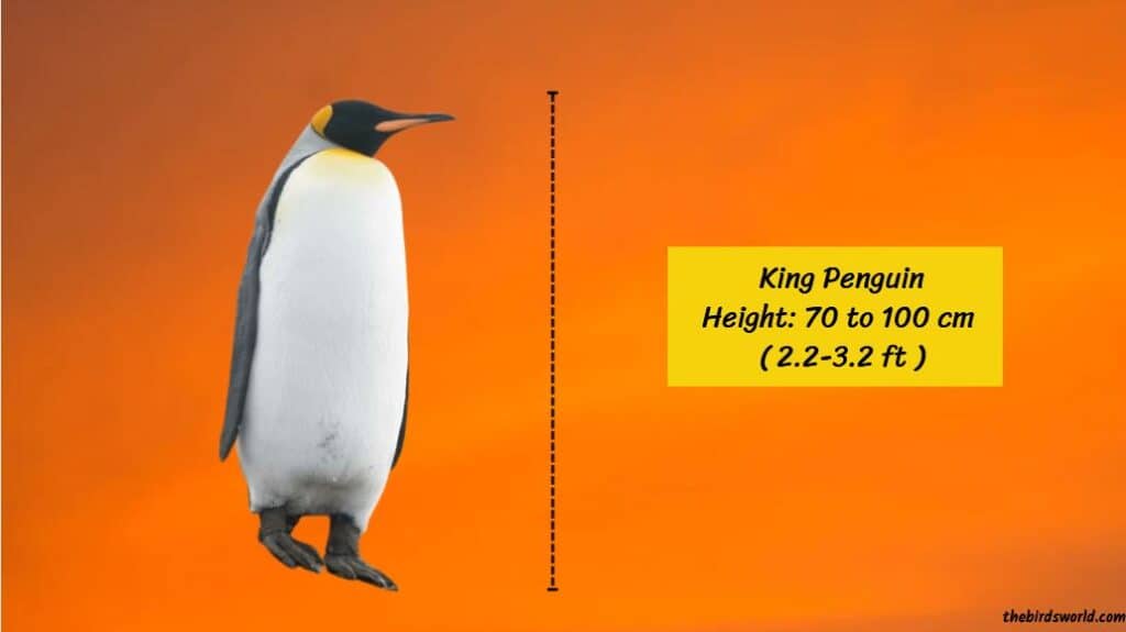 King Penguin Height