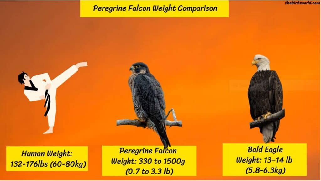 Peregrine Falcon Size