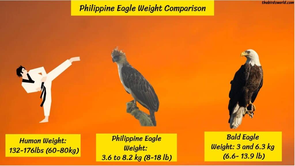 Philippine Eagle Size