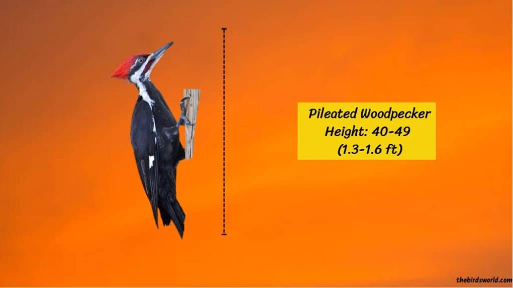Pileated Woodpecker Size