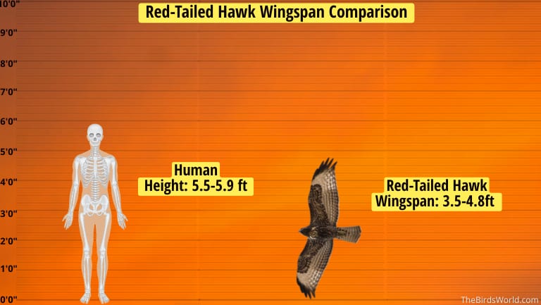 Red-Tailed Hawk Wingspan
