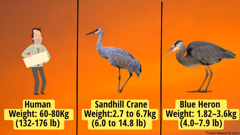 Sandhill Crane Size