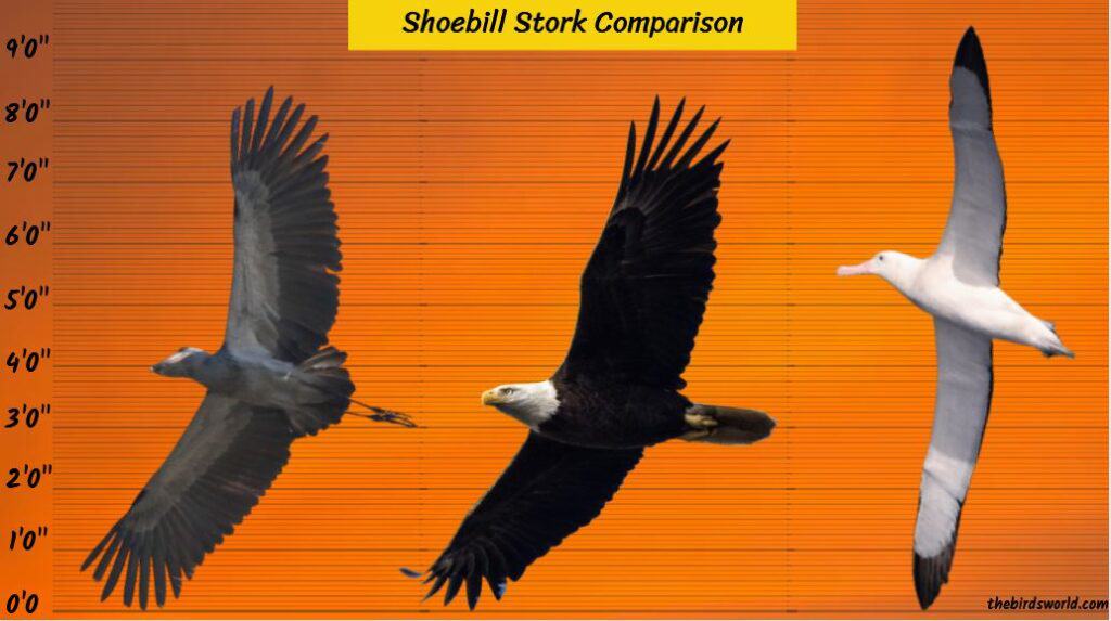 Shoebill Stork Size